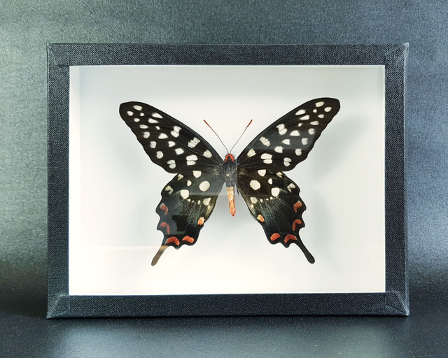 Pharmacophagus antenor