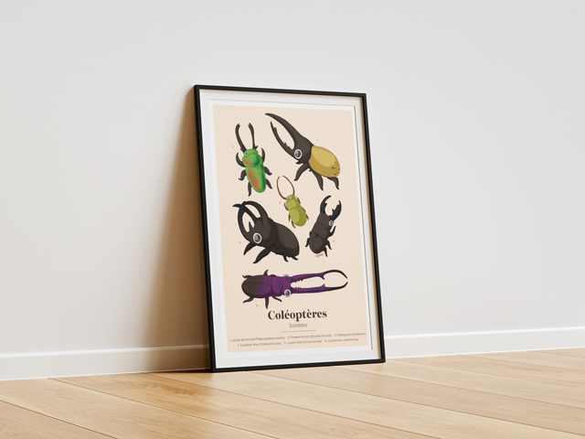 Collection "Planche d'études" - Coléoptères