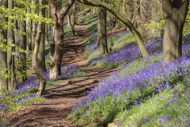 "Bluebell Woodland" Print   