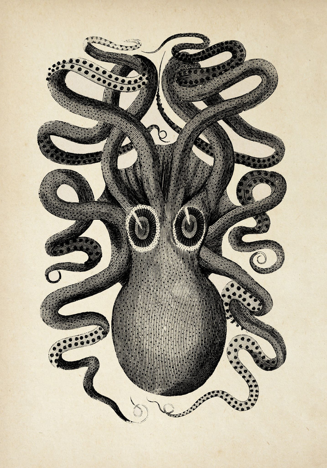 Octopus Front