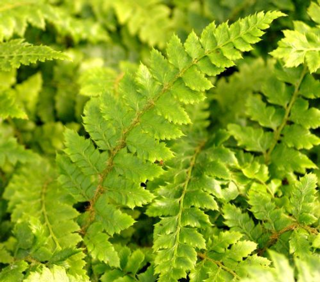Polystichum polyplepharum - Japanese Tassle Fern plug plant
