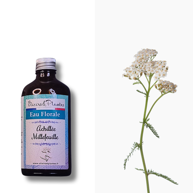 Hydrolat d'Achillée Millefeuille Bio Français (remplace l'Hamamelis)