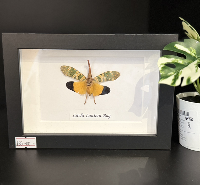 Dark Horned Lantern Fly