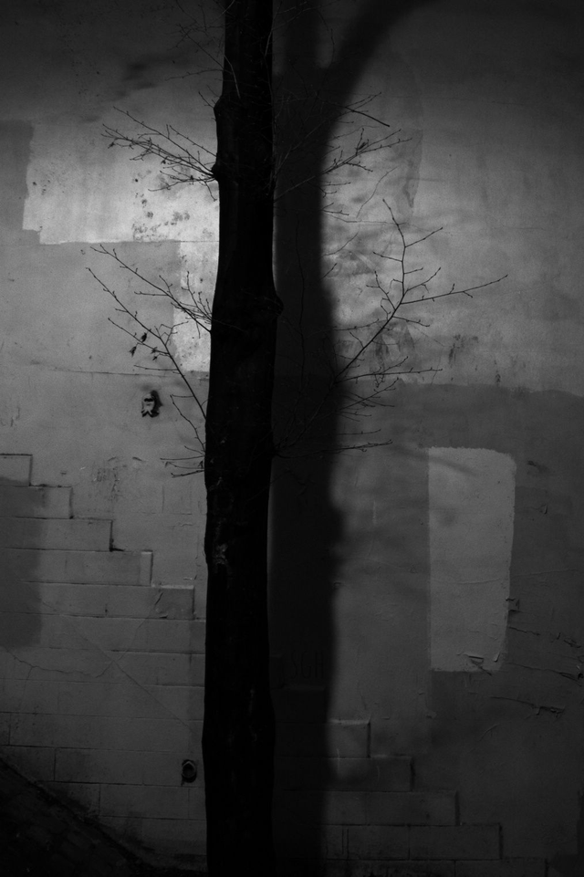 Comme un arbre dans la ville 2/13