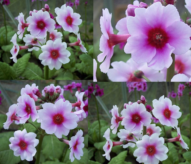 4 X plants Primula japonica Cleo candelabra