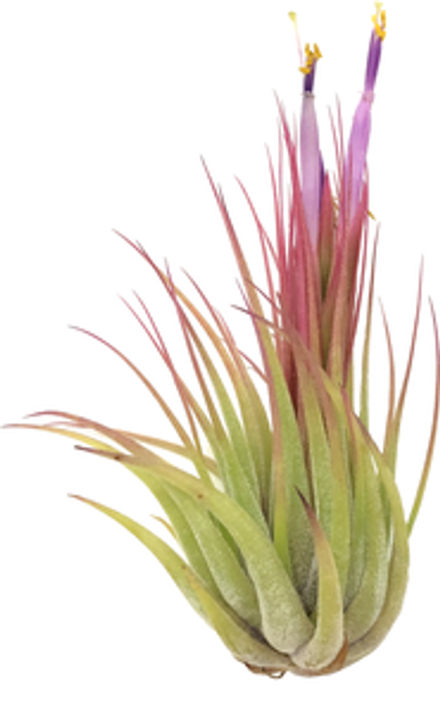 Tillandsia scaposa XL