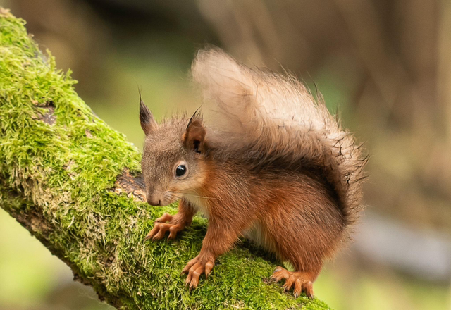 20 x 30 cm Baby Squirrel 