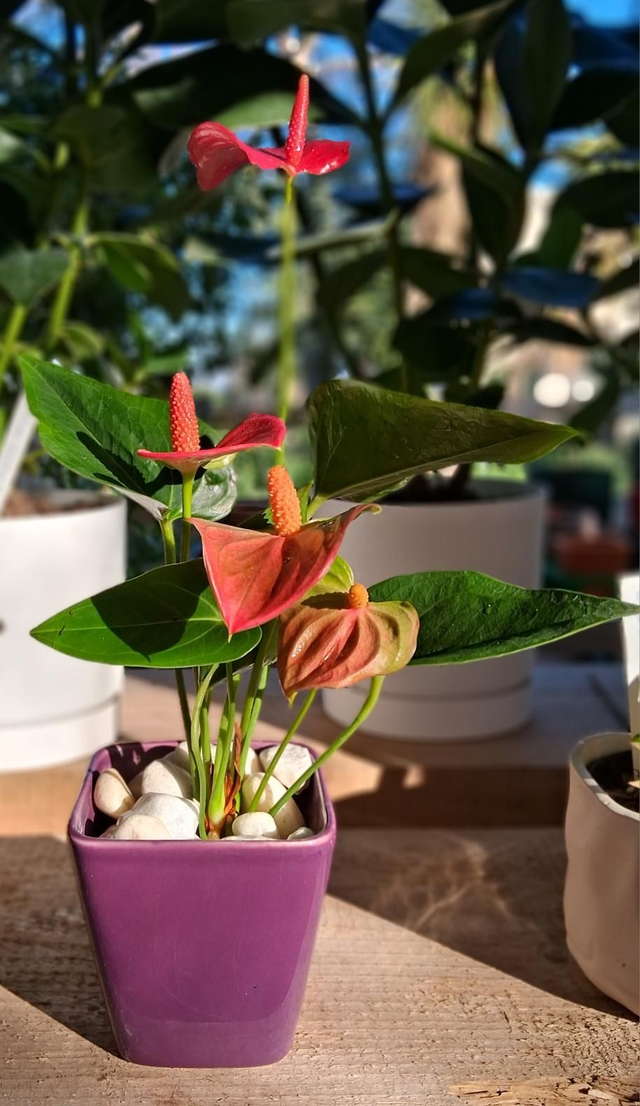 E09 . Anthurium in vaso 'Quadro'