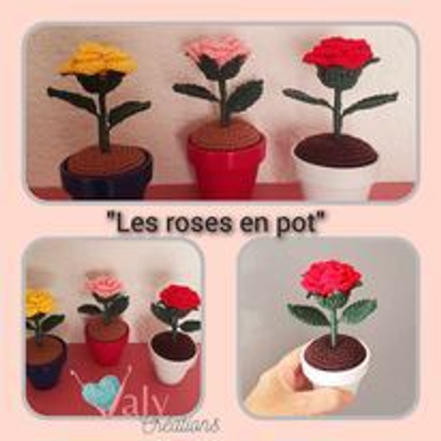 Les Roses en pots (sur commande)
