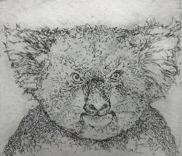 SP52 Koala 4/25 by Shelagh Popham, 3inches x 2 3/4inches Etching