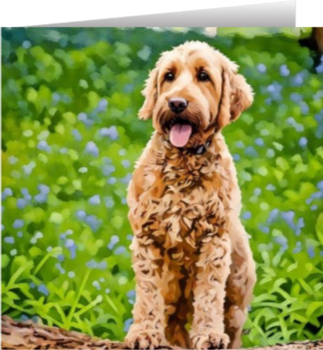 Apricot Cockapoo - Bluebells