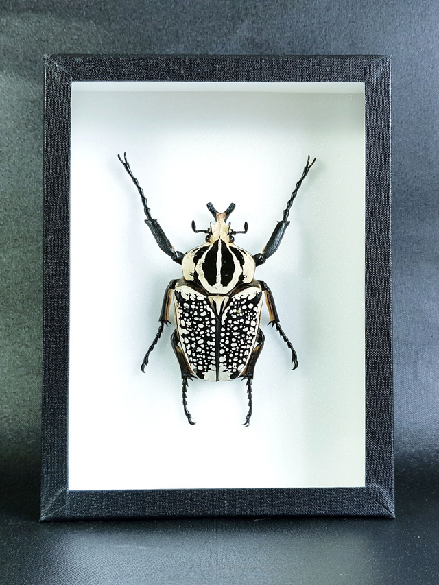 Goliathus goliathus meleagris (mâle)