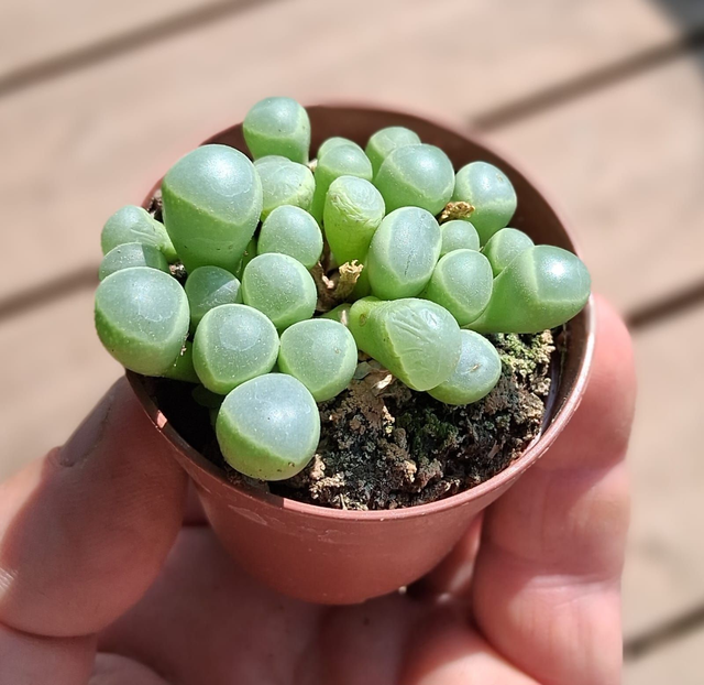 D94 . Fenestraria aurantiaca
