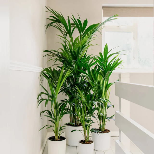 Howea Forstrina - Kentia