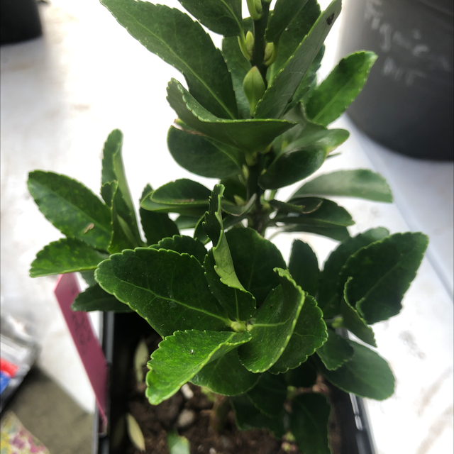 Fusain du Japon NT - Euonymus japonicus