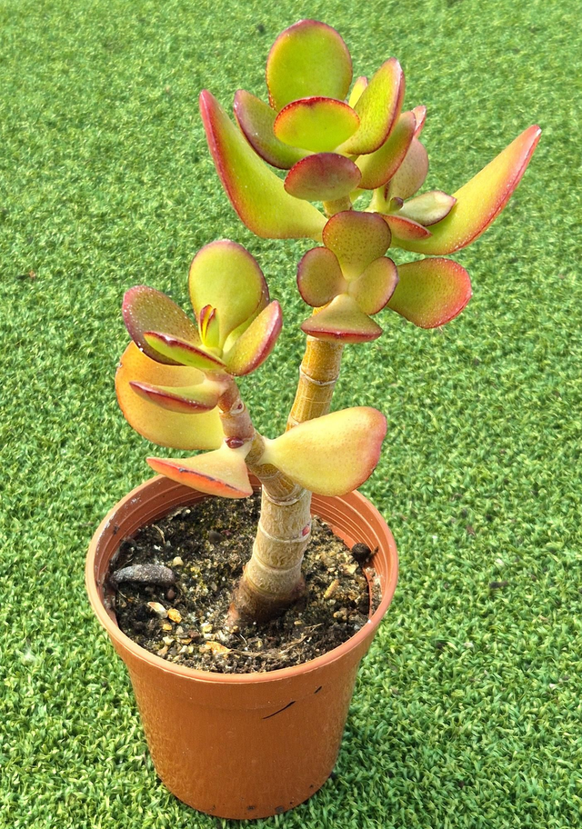 Crassula ovata 'Argentea'