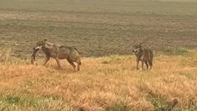 Una busta per il lupo