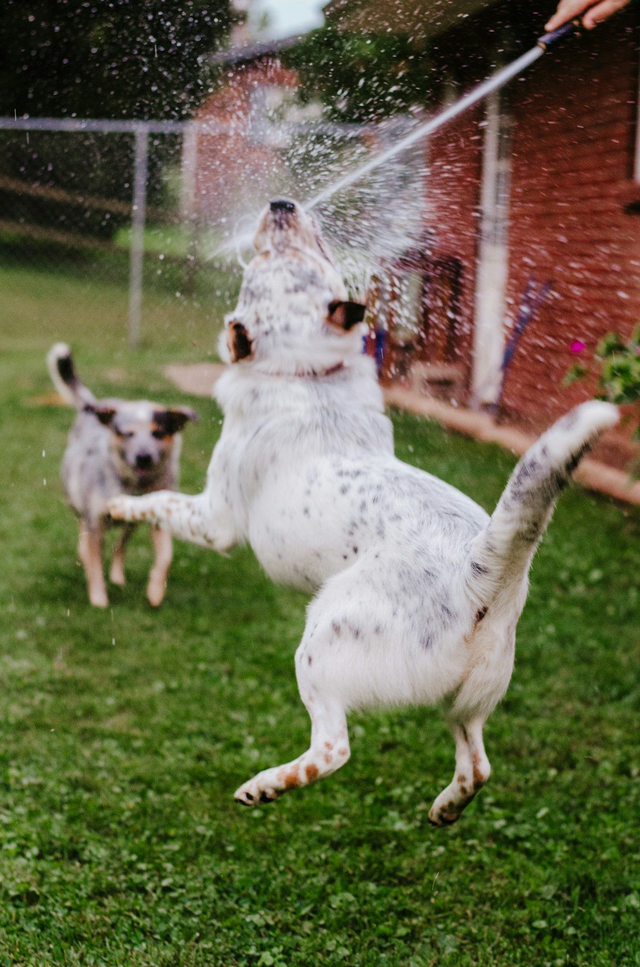 Lot Chien : Spray répulsif anti-tiques & Shampoing a l'aloe vera