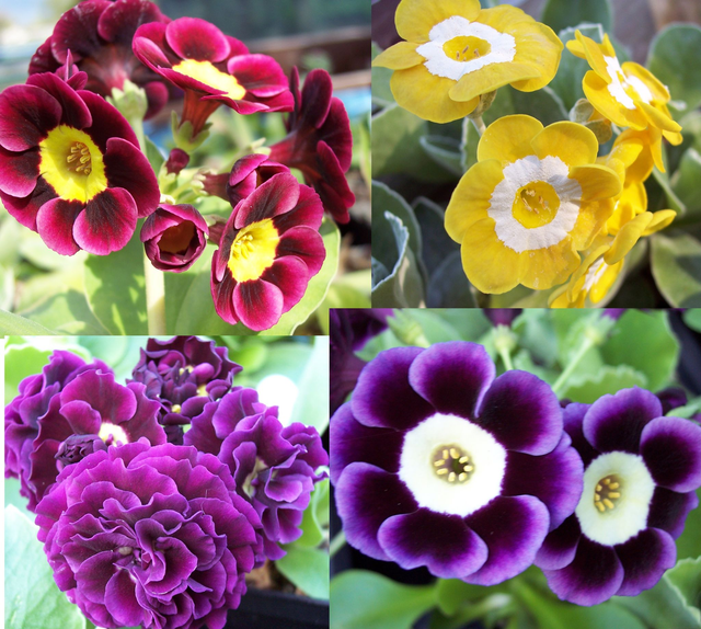 4 variety Auricula collection