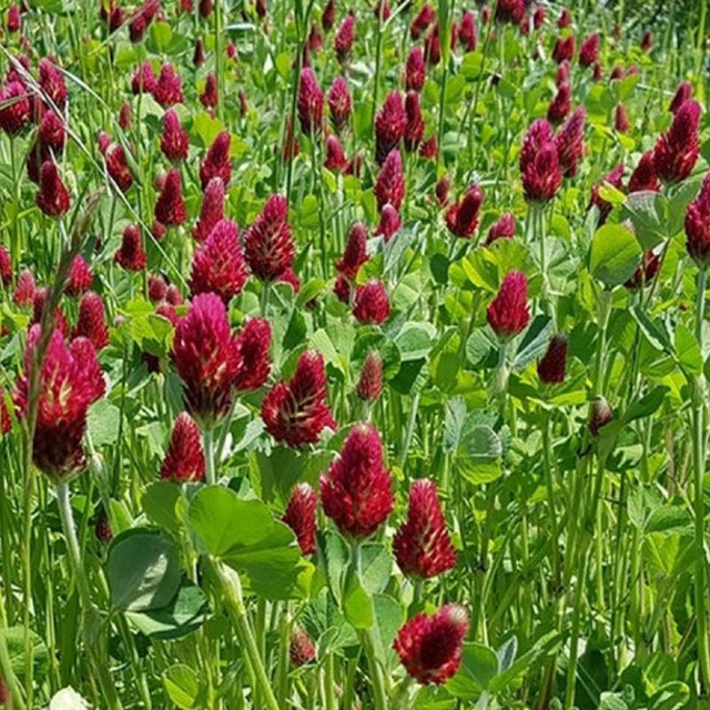 Trèfle incarnat - DIOGENE