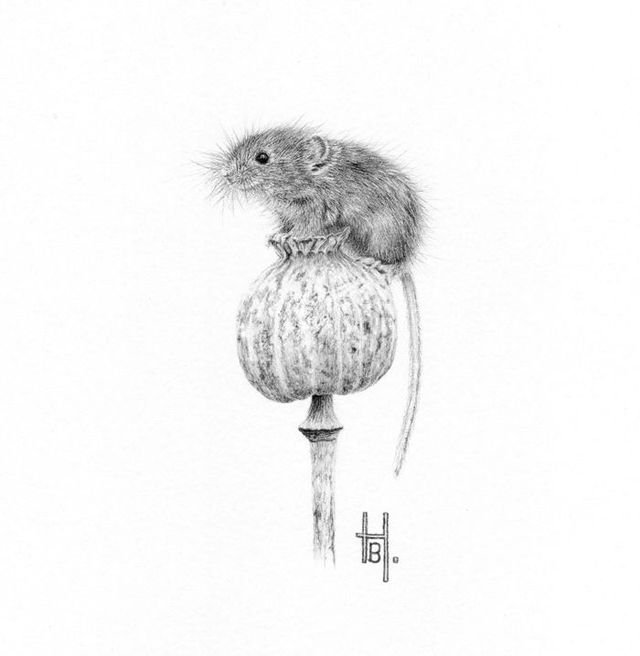 'Harvest Mouse on Poppy Seedhead' - Original framed graphite pencil drawing