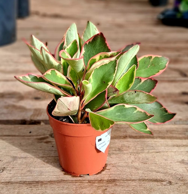 B126 . Peperomia clusiifolia 'Jellie' 