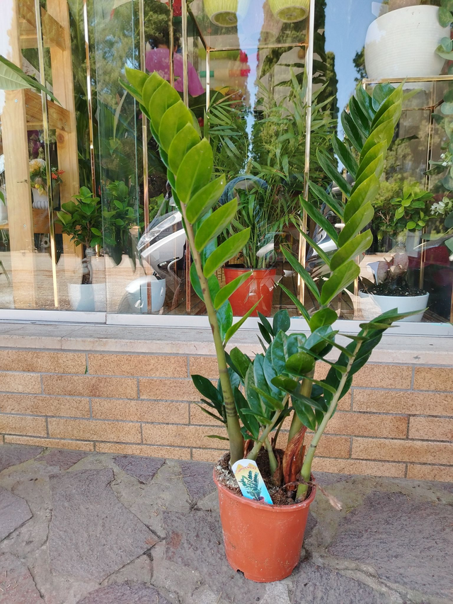 Zamia