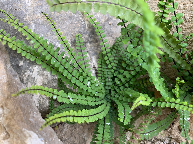 Doradille des murs (Asplenium trichomanes subsp. quadrivalens)