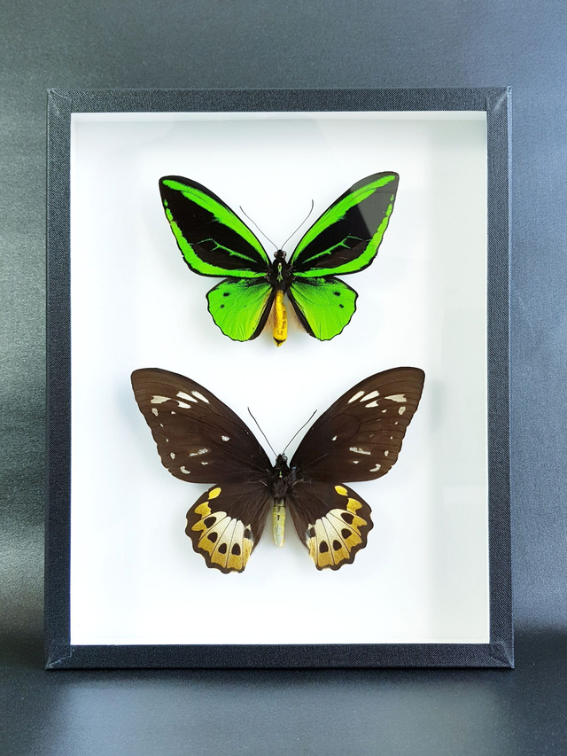 Ornithoptera priamus poseidon (Couple)
