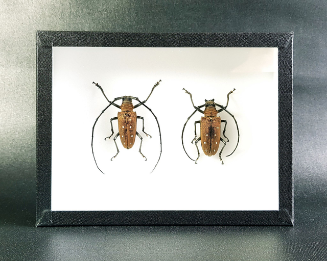 Batocera laena (couple)