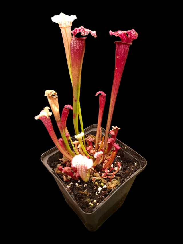 Sarracenia 'Pink Thing' X Sarracenia leucophylla 9cm