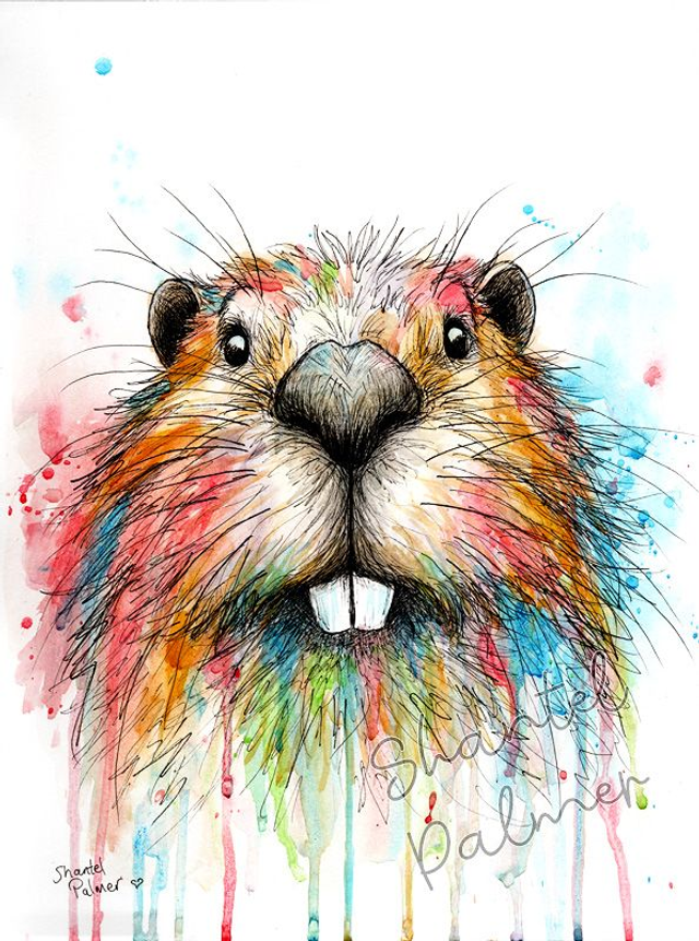 Scribble beaver watercolour