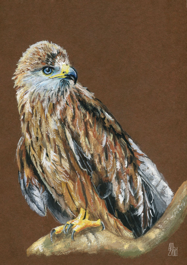 FineArt-Print - Rotmilan