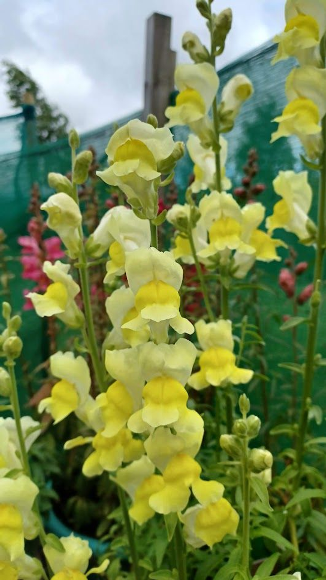 Antirrhinum Sonnet Mixed
