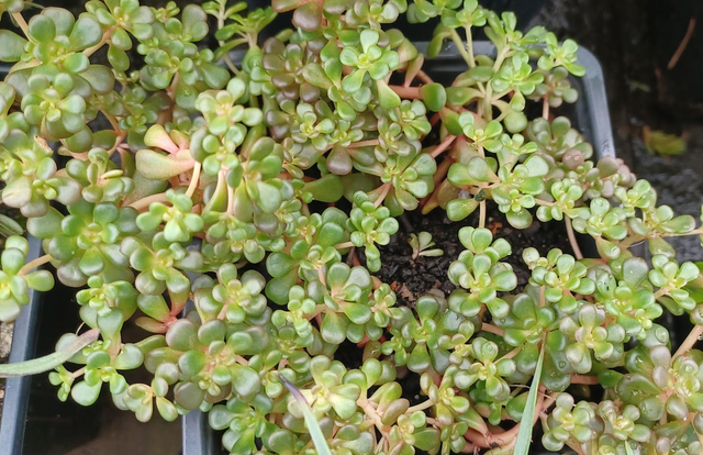 Sedum oreganum
