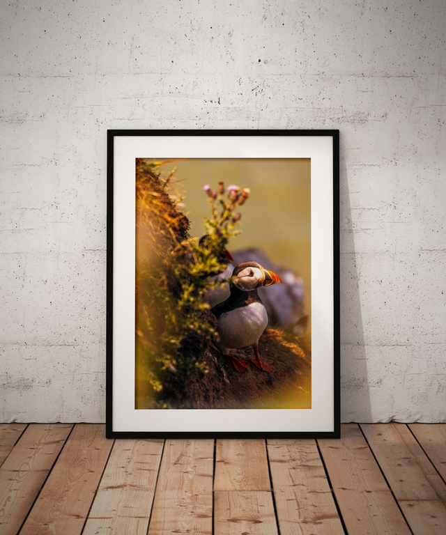 Lurking, Bempton Cliffs