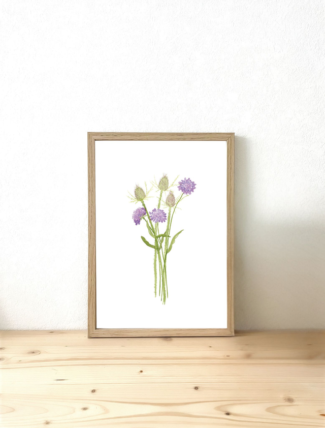 Affiche aquarelle A4 - SCABIEUSES &amp; CARDÈRES