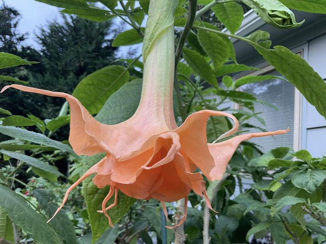 Angels New Fascination