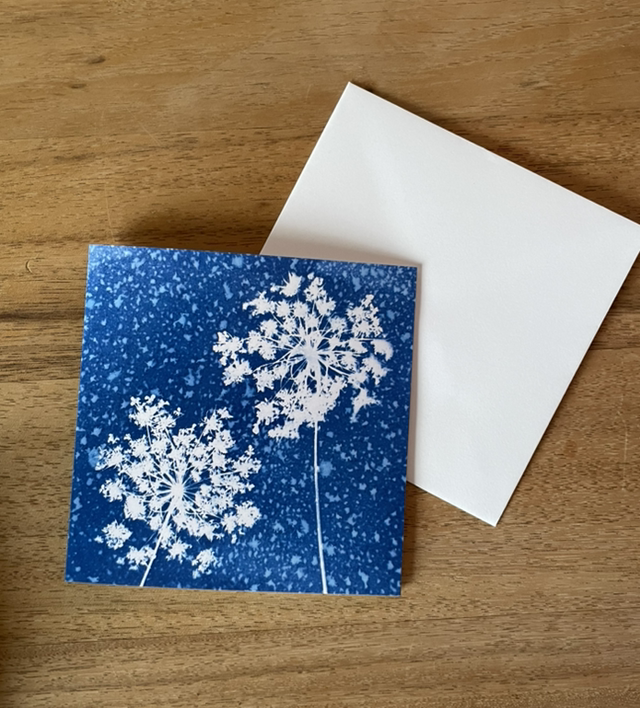 Queen Anne’s Lace Wet Cyanotype Card.