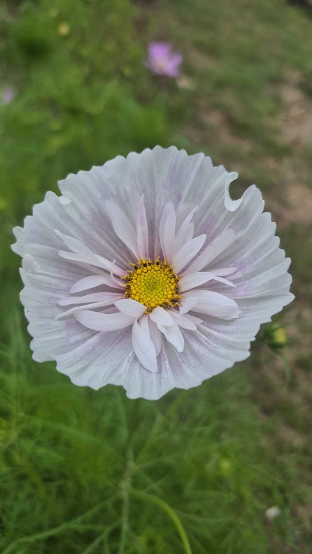 Cosmos 'Cupcake blush' 