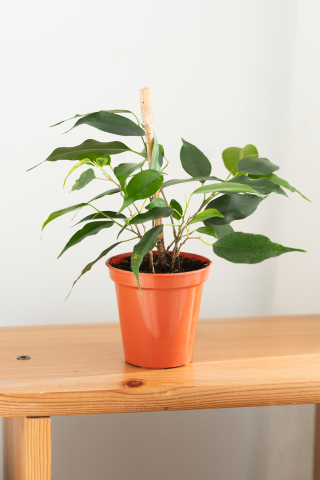 Ficus Benjamina (mini) 🌿