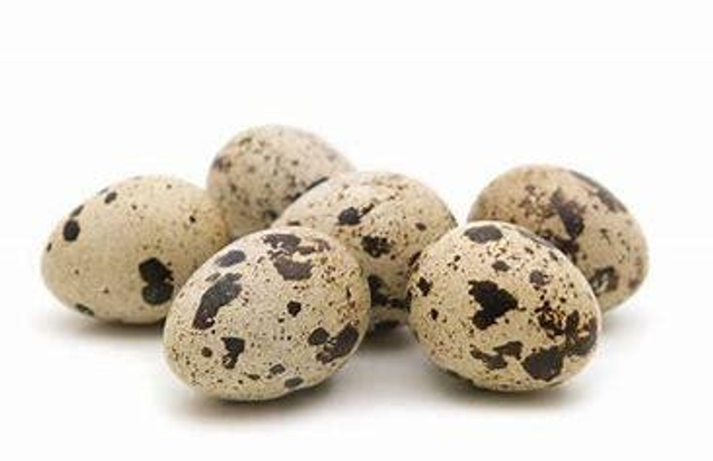 Les 18 oeufs de caille EXTRA FRAIS