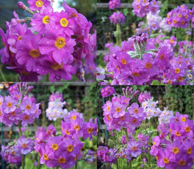 4 X plants of Primula Peninsula Mauve candelabra