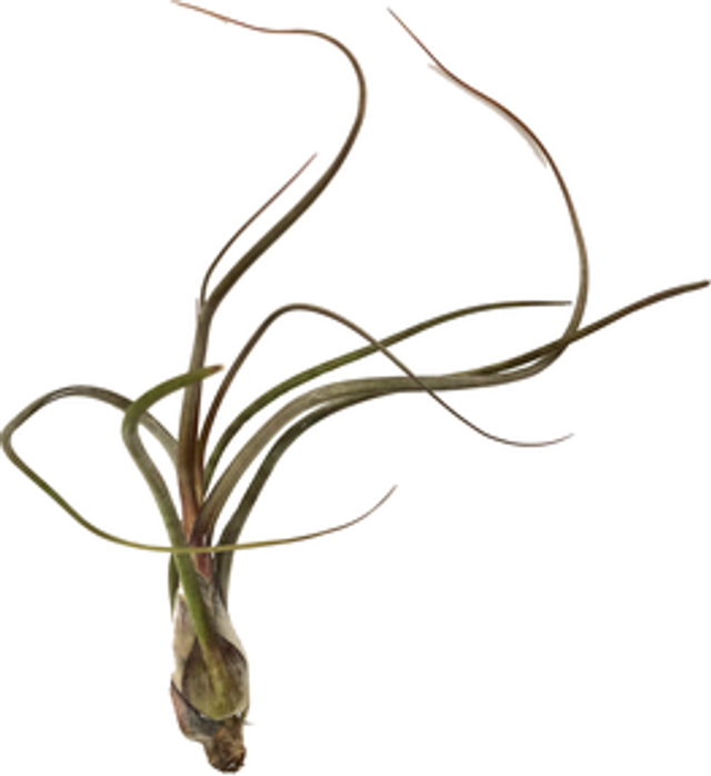 Tillandsia pseudobaileyi M