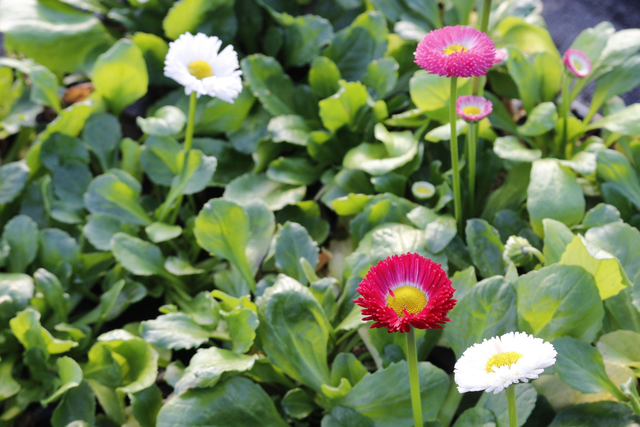 Bells Dasiy- Pomponette