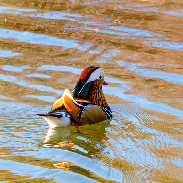 Greeting Card Square