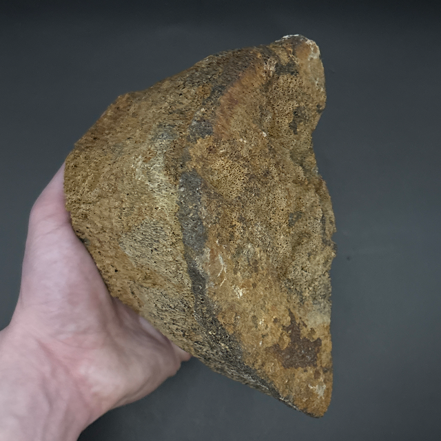 Whale Partial Vertebra 