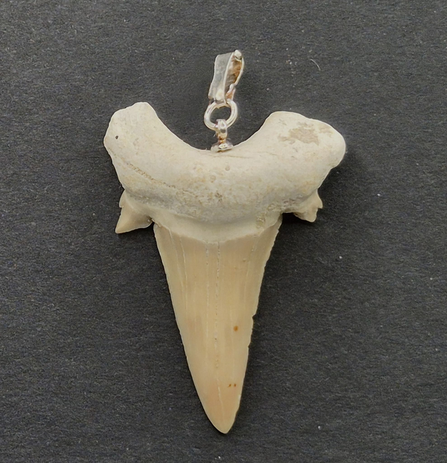 Fossilt - forstenet hajtand 