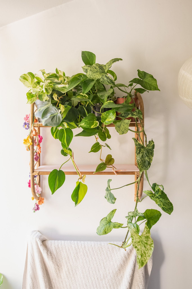 Cascade kit - Mood Kit 🌱