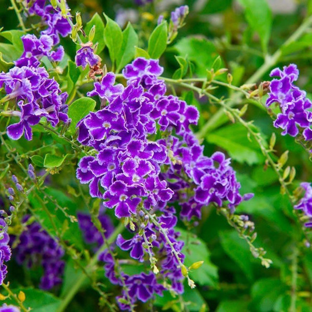 Q03. Duranta erecta